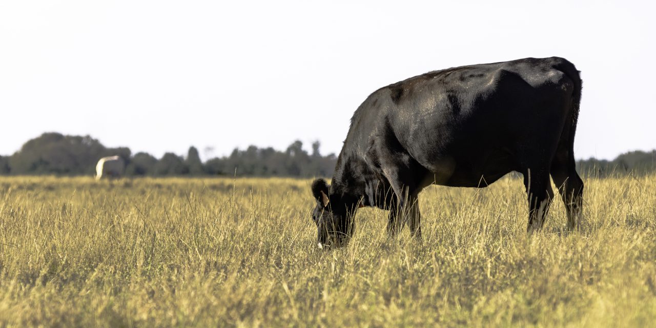 Drought Starting to Affect Missouri Livestock