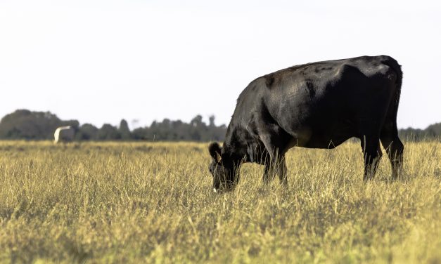Drought Starting to Affect Missouri Livestock