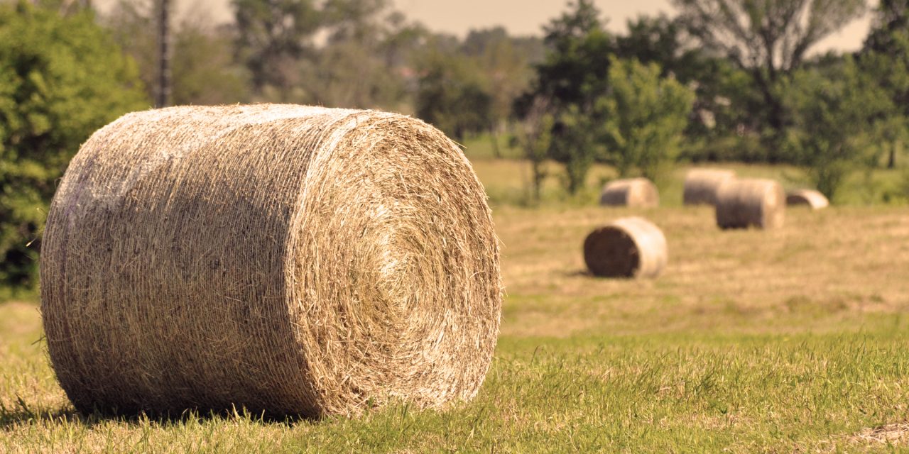 Drought Making Hay Prices Skyrocket Across Missouri