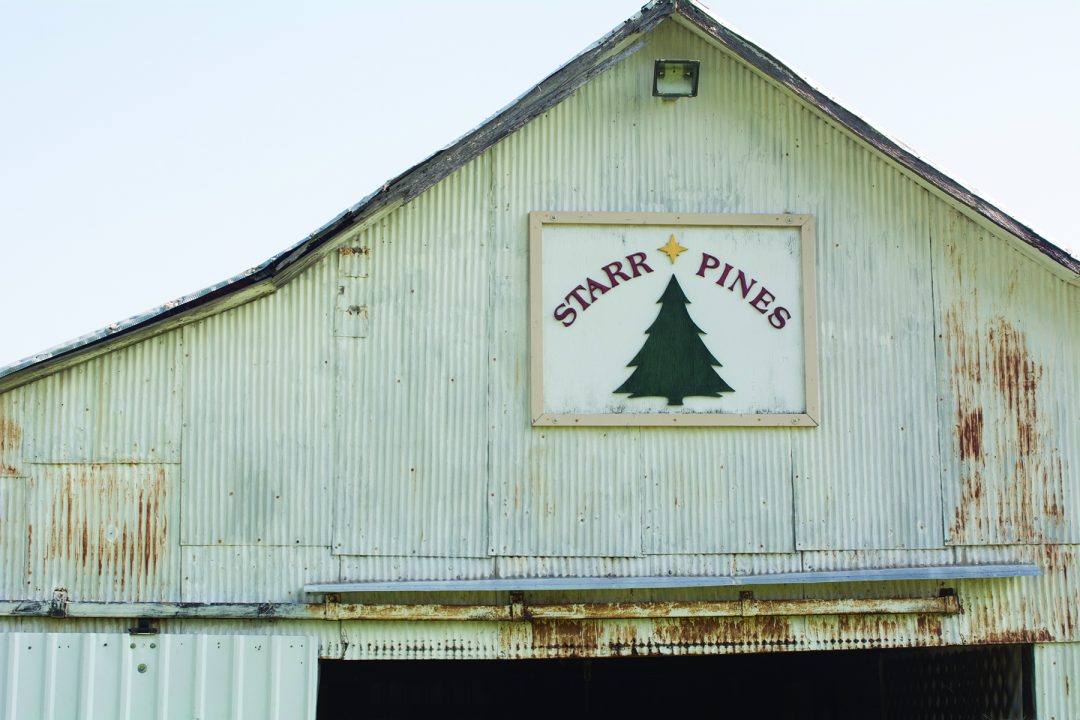 O’Christmas Tree Starr Pines Farm Caters to Tradition