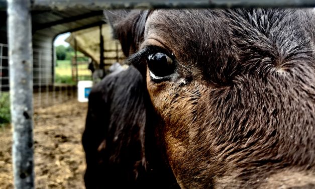 Green New Deal is Red Meat for Animal Rights Activists
