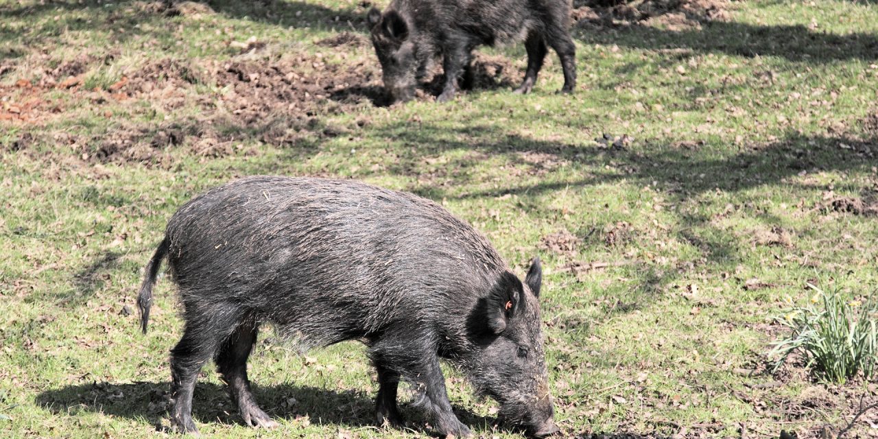 Feral Hogs Menacing Southern Missouri