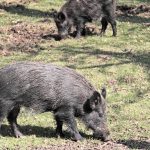 Feral Hogs Menacing Southern Missouri