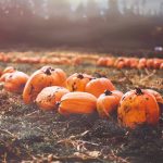 Fall Agritourism is Perfect Family Getaway