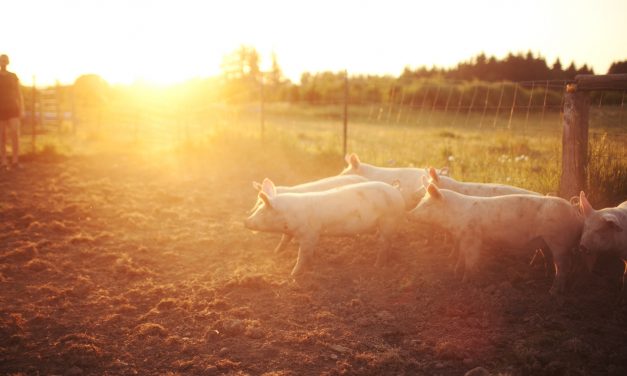 Hog Farmers Working to Solve Processor Bottleneck